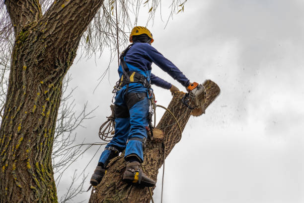 Tree Service Company in Hazleton, PA